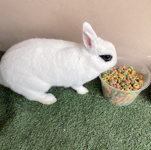 凤眼侏儒兔,名字叫布丁,是个妹妹:一岁,性格乖巧,耳朵短,体
