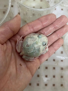 变异角蛙,单基因 ,双基因粉雪,可以挑选0人付款300