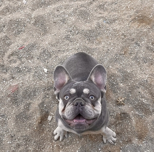 丁香包金法斗,标准体,不是短体.,公的,没空照顾,会憋屎尿出