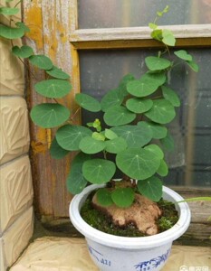 上新,伏地山乌龟,自古金不换.千金藤地不容 室内外造景带芽