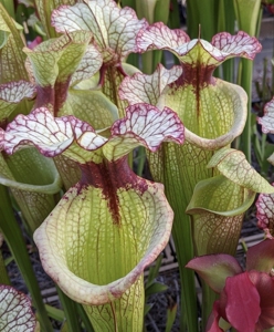 摩尔瓶子草(mk h112)s. x moorei "lea