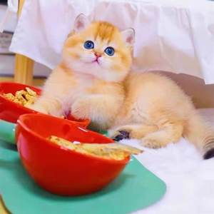 英短金建成幼猫纯种赛季懒金建成银建成宠物幼崽猫咪活物ny12