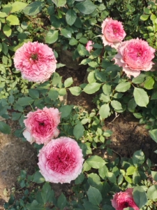 北京灌木月季,北京月季,北京欧月,藤本月季,爬藤月季,月季棒_阿里巴巴
