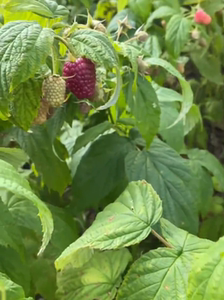 东北红树莓苗 波尔卡树莓 果大味甜 2年左右苗(易成活)当年