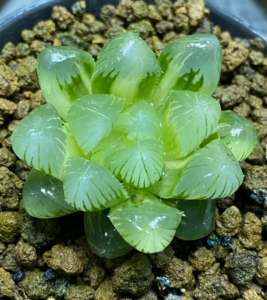 非组孙灯锦 孙氏冰灯玉露锦