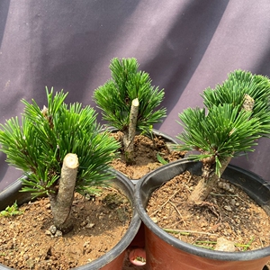 特价千寿丸 黑松盆景精品日系短针 优质芽头低位嫁接,非五针松