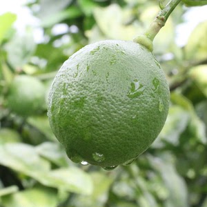 海南非香柠檬