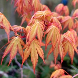 【茜】日本枫树茜新叶浓红色,开叶后位红色和橙红交错,夏季节为