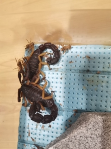 三色绒粗尾蝎pvt一对,不外发,同城自取.