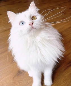 山东长毛狮子猫异瞳