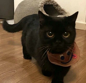 孟买猫纯种黑猫千岁岁幼猫英短纯黑宠物黑煤球招财猫咪小黑豹活体