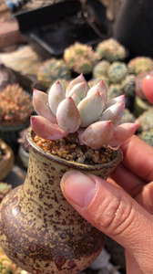 所罗门多肉老桩