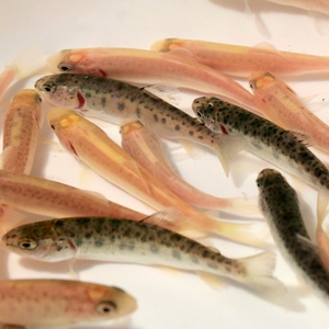 金鳟鱼虹鳟鱼苗冷水鱼淡水三文鱼观赏食鱼用路亚鱼种包邮包活,路