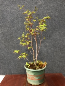 【幻彩红枫】幻彩红枫品牌,价格 - 阿里巴巴