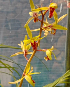 28兰博士苗圃淘宝惠兰兰花细叶【千里香】九头兰9盆栽花卉室内名贵