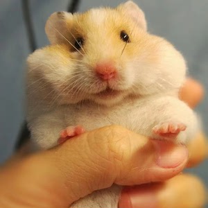 卖成年仓鼠布丁(公)/紫仓(母)带笼,送木屑和粮