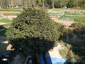 20年的桂花树。因为拆迁没地方安置所以出售。树在合肥包河区