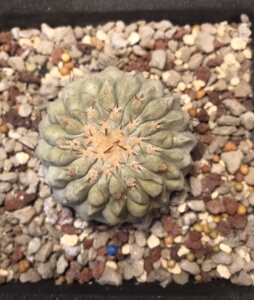 实生 孤龙丸 龙爪属 稀有 仙人球 5.8cm左右 蜡质感足