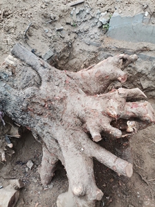 00山旮旯木业淘宝根雕茶几整体树根茶桌香椿木根雕茶台原实木茶海