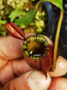 黑月苹果猪笼草