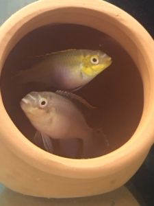 白化红肚凤凰热带鱼观赏鱼短鲷鱼小型鱼活鱼精品鱼纯种鱼,自家繁