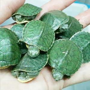 巴西龟批发龟苗小乌龟外塘观赏宠物龟摆摊夜市外塘招财红耳龟