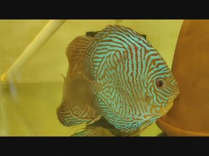 出七彩神仙   虎纹松石  鱼苗.