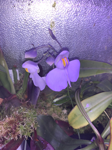 大肾叶x荷叶狸藻