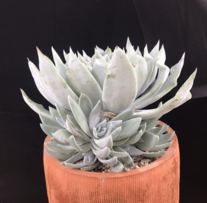 雪山仙女杯  雪山仙女杯群生  宽叶雪山仙女杯  皱叶雪山仙