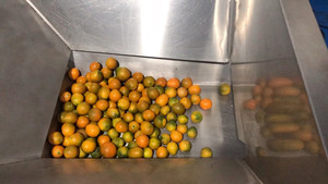sw_200给袋机自动称重定量包装，金桔子水果颗粒包装机