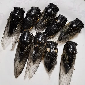 金蝉知了龟知了猴黑知了野生新鲜冷冻1斤包邮黑蝉爬叉蝉蛹唐僧肉