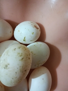 鸽子死精蛋,有喜欢吃的想要的可以拍,不喜欢吃的请勿拍!一箱3