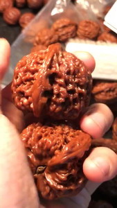 沈阳鸡心核桃