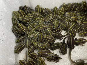 极品非牛,非洲牛蛙,非牛苗子,月底上岸接受预订,88起