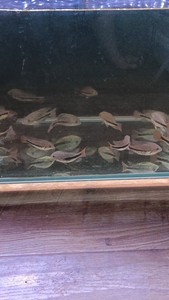 美雕火口鱼，天网火口鱼，12-13厘米128全国包邮