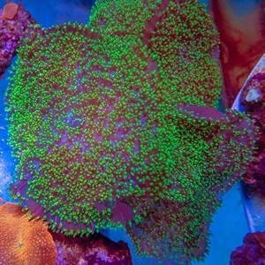 荧光绿毛菇 lps软体珊瑚红绿蓝橙菇珊瑚海水生物