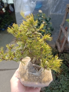 明星五针松盆景日本