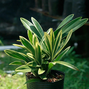 【金边矮种中国龙】建兰带金边兰花苗四季开花植物花卉室内绿植