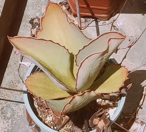 养不死的多肉植物,趣蝴蝶锦,蝴蝶双飞,趣蝶莲超小众多肉植物秋