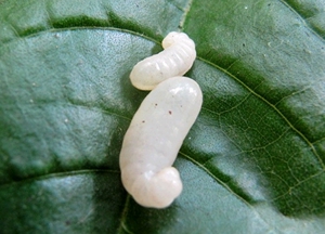 肯尼亚收获蚁蛹,3元一个,都是大工蛹,小本生意不包邮,50个