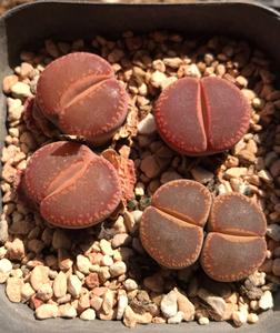 酒红日轮生石花