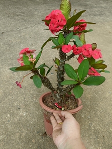 大花大叶大红色虎刺梅,大苗多分叉.一物一拍植物,98包邮