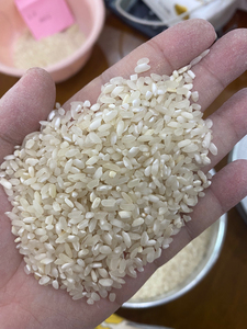 广东肠粉专用米陈米早米粉米高档粉米