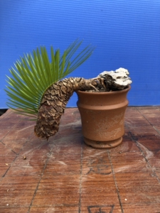 日本白鳞铁树盆景.  白鳞铁