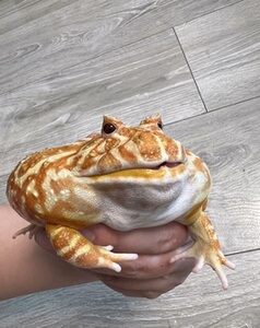 深花南瓜角蛙,包邮包活包健康,公母各一只价格便宜