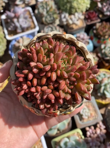 红宝石缀化多肉植物,自然群无砍,朵朵缀带小缀化板,打包前冠幅