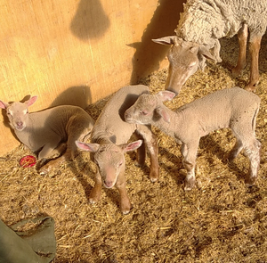 夏洛莱羔子,种羊品相不错,都是好品相,精品羔懂得来看