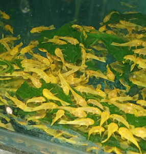 黄金大胡子鱼种鱼