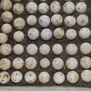 出售杂佛鳄龟蛋国佛蛋原种佛鳄蛋野佛蛋