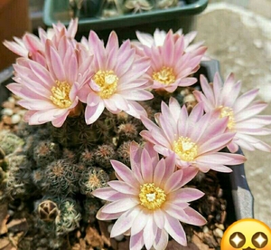 多肉超级仙儿的樱花罗星丸仙人球群生多头易群花阳台盆栽多肉植物